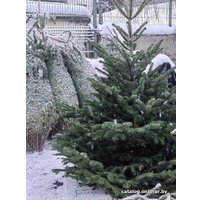 Пихта СЦ Огородик Нордмана Премиум 130-190 см
