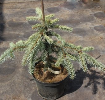 Интивиторг Ель колючая Glauca Pendula (Picea pungens) С3 привитая