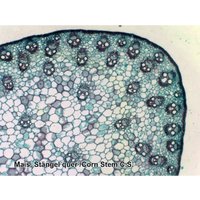 Набор микропрепаратов Bresser 74560 (25шт, в кейсе) в Витебске