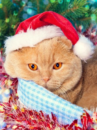 Картина по номерам Рыжий кот Новогодняя фотосессия кота Х-7527