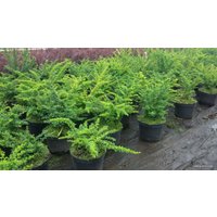  Интивиторг Барбарис Тунберга Green Carpet C2