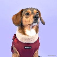 Куртка для животных Puppia Donavan PAUD-VT1853-WN-L (красный)