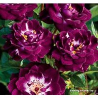  Долина Растений Роза Пурпл Мини