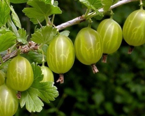 

Zelensad Крыжовник Малахит (1 год)