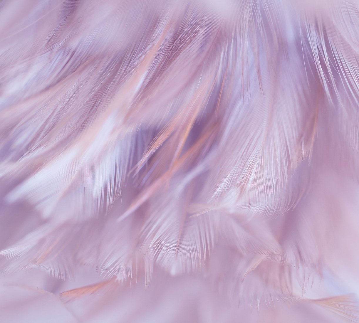 

Фотообои Vimala Перья 1 270x300