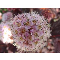  Новатор Сад Пузыреплодник Diabolo (Диабло) [2702]