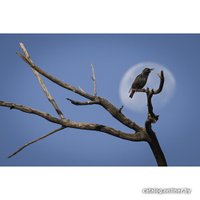 Беззеркальный фотоаппарат Nikon Z9 Body в Гомеле