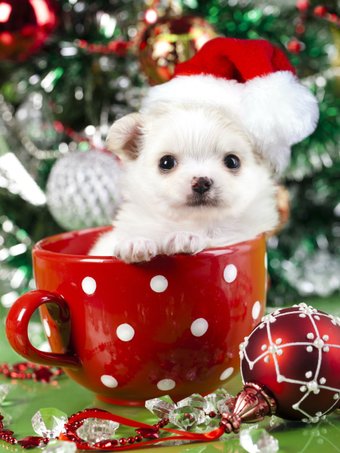 Картина по номерам Рыжий кот Новогодний щеночек Х-7526