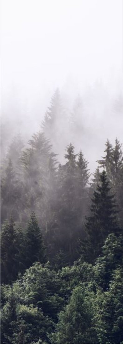 

Фотообои ФабрикаФресок Туманный лес 191280 (100x280)