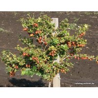  Долина Растений Крыжовник на штамбе Раволт