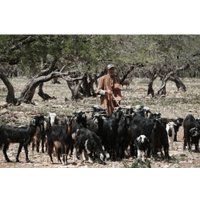 Беззеркальный фотоаппарат Sony ZV-E10 II Kit 16-50mm (черный) в Гомеле