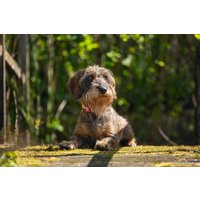 Ошейник Beeztees 747126