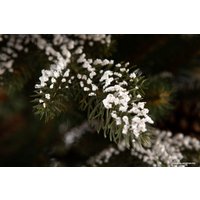 Ель GreenTerra Квебек 1.8 м
