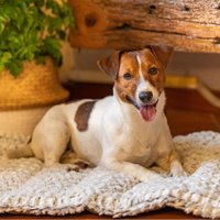 Коврик (подстилка) Ferplast Vanilla 90 81085221