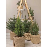 Ель СЦ Огородик Энгельманна 40-60 см