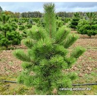  Красный клен Сосна черная австрийская (40-60 см)