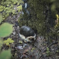 Классическая игрушка Hansa Сreation Ежик 3101 (20 см)