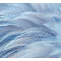 Фотообои Vimala Перья 13 270x300 в Могилеве