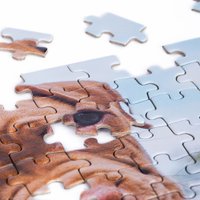 Пазл Dream Makers Зверята RI1203C