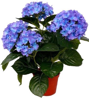 Batouwe Boomkwekerij Гортензия [99079]