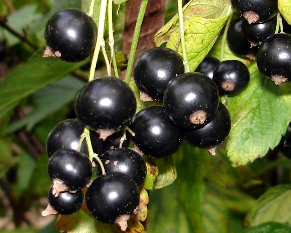 

Zelensad Смородина Черешневая (1 год)