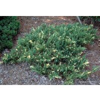  Новатор Сад Можжевельник Andorra Variegata (Андорра Вариегата) [1102]