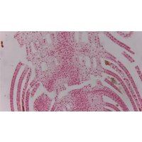 Камера цифровая ToupCam XCAMLITE1080PA HDMI USB 31842 в Пинске