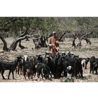 Беззеркальный фотоаппарат Sony ZV-E10 II Body (белый)