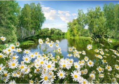 

Фотообои Твоя планета Люкс Ромашки