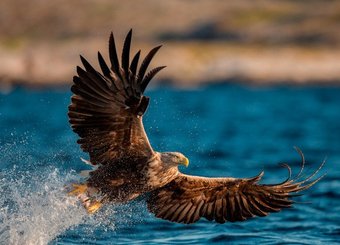 Фотообои Белобои FA-0108-L (150x208)