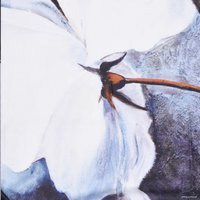 Шторка-занавеска для ванны Wasserkraft Ammer SC-70102