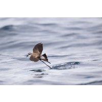 Объектив Nikon NIKKOR Z 800mm f/6.3 VR S