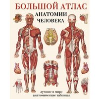 Энциклопедия издательства АСТ. Большой атлас анатомии человека (Махиянова Е.) в Бресте