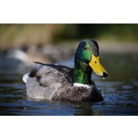 Беззеркальный фотоаппарат Nikon Z50 II Body