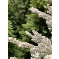 Ель Albero Di Natale Tiana на пне 1.5 м