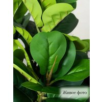 Искусственное растение Merry Bear Home Decor Фикус Лировидный AX297145