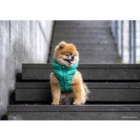 Жилетка для животных Puppia Vest A PAPD-JM1670-GR-M (зеленый)