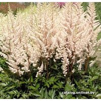 Семена цветов Красный клен Астильба арендса Bronzlaub