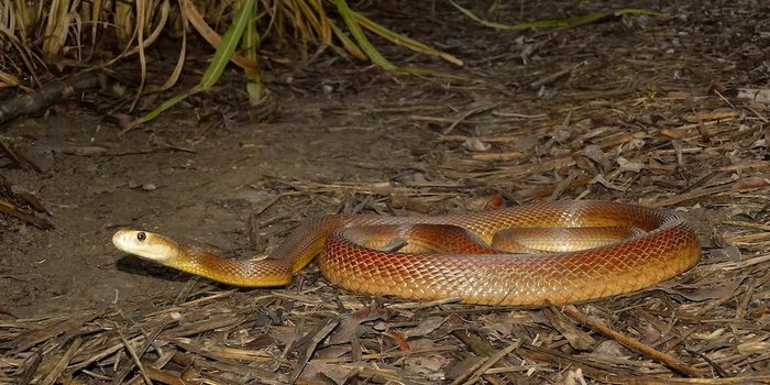 Все Ленины Минска