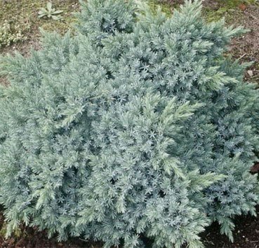 

Красный клен Можжевельник чешуйчатый Blue Star (10-15 см)