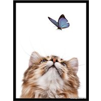Постер ФОТОГРАФЪ Животные. Котенок и бабочка