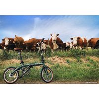 Велосипед Shulz Hopper 3 2023 (темно-зеленый)