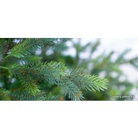 Ель Green Trees Сказочная Premium 8м