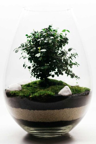 Home Garden Капля с Миртом