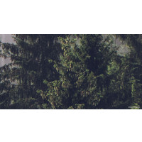 Фотообои ФабрикаФресок Туманный лес 192280 (200x280)