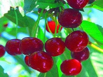 Новатор Сад Вишня Живица [305]