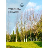 Краска Roccco Садовая 4кг