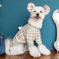 Свитер для животных Pinkaholic Aline NAUD-TS7640-MT-L (мятный в клетку)