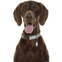 Ошейник Doog Benji COLBBZ-S (коричнево-голубой зигзаг)