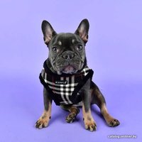 Шлейка-жилетка Puppia Dean Harness B PASD-HB1657-BK-S (черный)